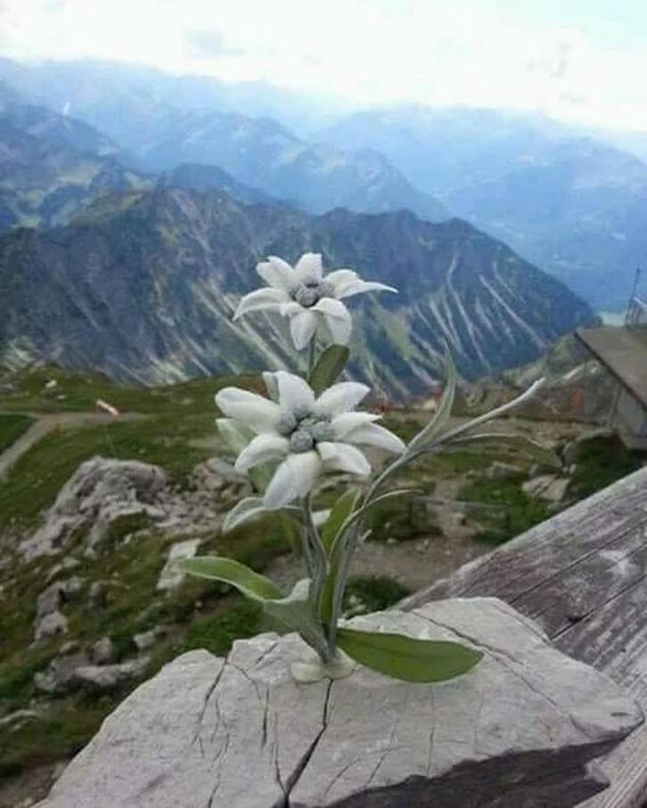 Apartmán Mes Lastei Campitello di Fassa Exteriér fotografie