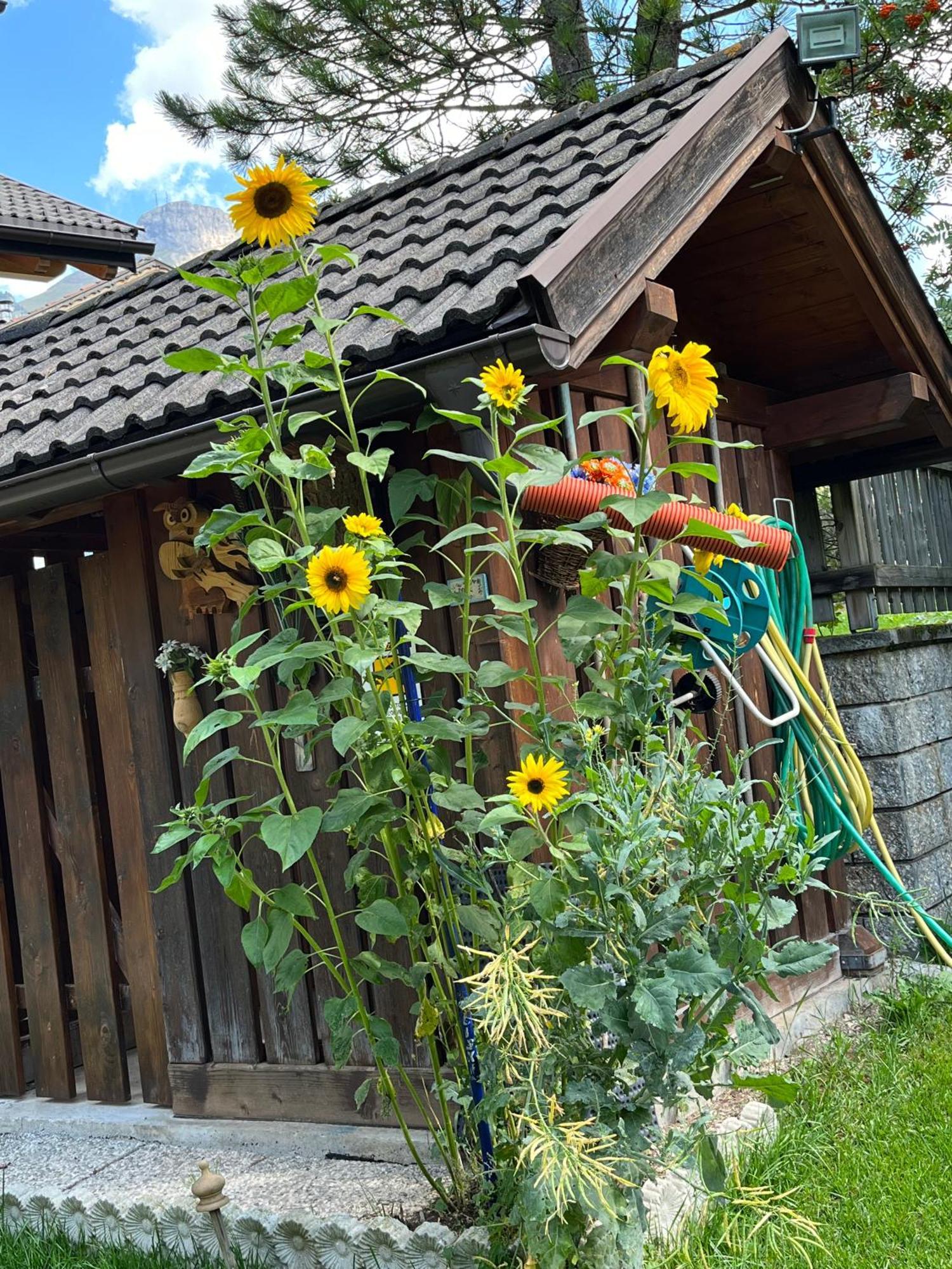 Apartmán Mes Lastei Campitello di Fassa Exteriér fotografie